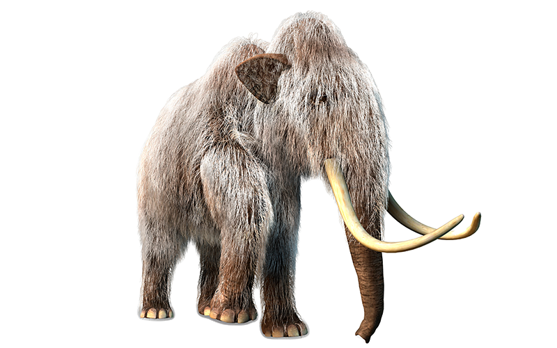 Wooly Mammoth